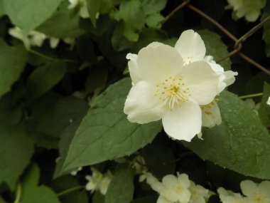 Yasmin, yasmin, yasmyn (eskimiş), zeytin familyasından bir bitki türü. Alaycı portakal (lat. Hughdelphus coronarius)            