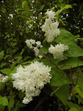  Stylus, veya Deutzia (Deutzia) 