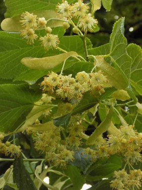 Linden (Tilia), Mallow familyasından bir ağaç cinsidir. 