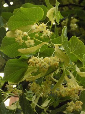 Linden (Tilia), Mallow familyasından bir ağaç cinsidir. 