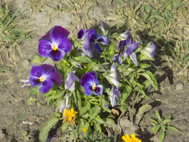 Üç renkli menekşe, vahşi nonoş (Viola üç renkli L.)  