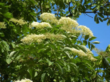 Siyah böğürtlen (Sambucus nigra L.; yerel isimler bozniak, elderberry, sambuk, ağaçsız)