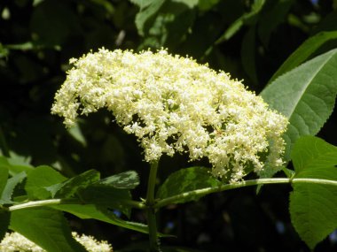 Siyah böğürtlen (Sambucus nigra L.; yerel isimler bozniak, elderberry, sambuk, ağaçsız)