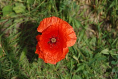 Oriental haşhaş (gelincik orientale) 