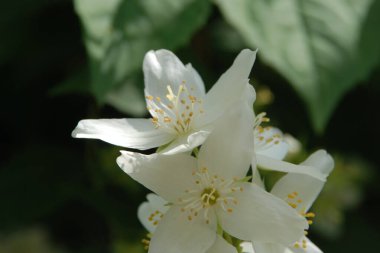 Yasmin, yasmin, yasmyn (eskimiş), zeytin familyasından bir bitki türü. Alaycı portakal (lat. Hughdelphus coronarius)