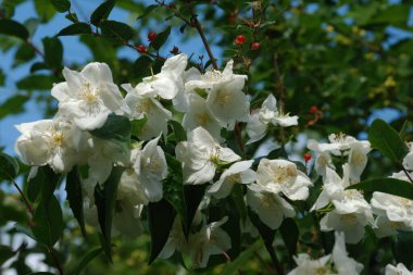Yasmin, yasmin, yasmyn (eskimiş), zeytin familyasından bir bitki türü. Alaycı portakal (lat. Hughdelphus coronarius)
