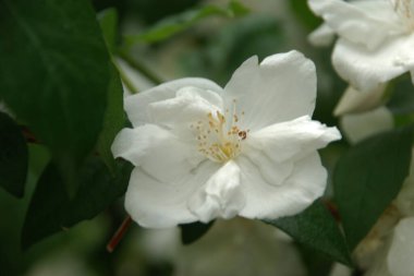 Yasmin, yasmin, yasmyn (eskimiş), zeytin familyasından bir bitki türü. Alaycı portakal (lat. Hughdelphus coronarius)