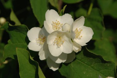 Yasmin, yasmin, yasmyn (eskimiş), zeytin familyasından bir bitki türü. Alaycı portakal (lat. Hughdelphus coronarius)