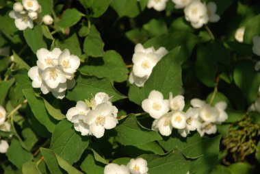 Yasmin, yasmin, yasmyn (eskimiş), zeytin familyasından bir bitki türü. Alaycı portakal (lat. Hughdelphus coronarius)