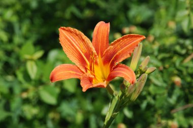 Lily (Lilium, Ukraynalı halk ismi Lily)