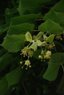 Linden (Tilia), Mallow familyasından bir ağaç cinsidir. 