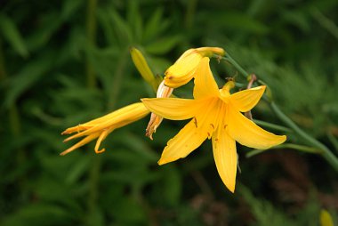 Lily (Lilium, Ukraynalı halk ismi Lily)