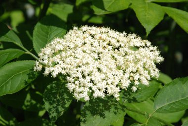 Siyah böğürtlen (Sambucus nigra L.; yerel isimler bozniak, elderberry, sambuk, ağaçsız)