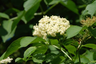 Siyah böğürtlen (Sambucus nigra L.; yerel isimler bozniak, elderberry, sambuk, ağaçsız)