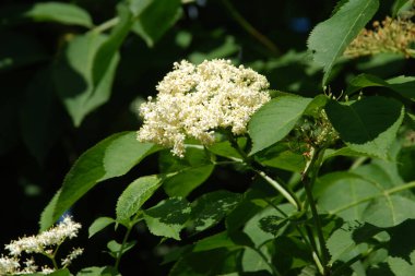Siyah böğürtlen (Sambucus nigra L.; yerel isimler bozniak, elderberry, sambuk, ağaçsız)
