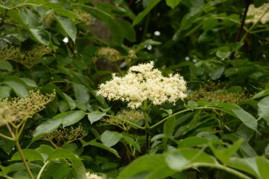 Siyah böğürtlen (Sambucus nigra L.; yerel isimler bozniak, elderberry, sambuk, ağaçsız)