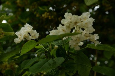 Catalpa (Katalpa), Bignoniaceae familyasından bir ağaç cinsidir..