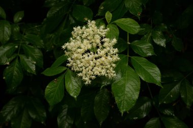 Siyah böğürtlen (Sambucus nigra L.; yerel isimler bozniak, elderberry, sambuk, ağaçsız)