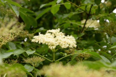 Siyah böğürtlen (Sambucus nigra L.; yerel isimler bozniak, elderberry, sambuk, ağaçsız)