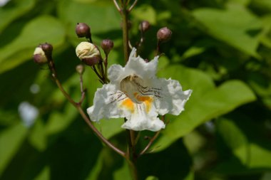 Catalpa (Katalpa), Bignoniaceae familyasından bir ağaç cinsidir..