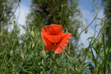 Oriental haşhaş (gelincik orientale) 