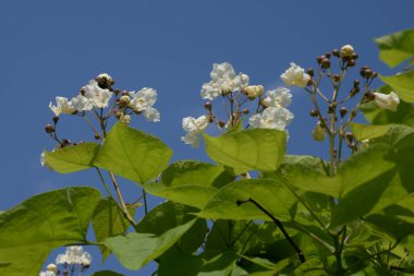 Catalpa (Katalpa), Bignoniaceae familyasından bir ağaç cinsidir..