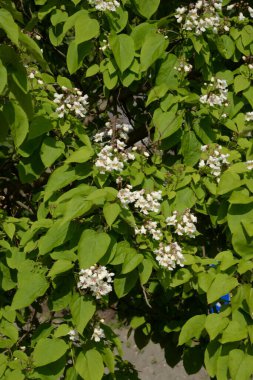 Catalpa (Katalpa), Bignoniaceae familyasından bir ağaç cinsidir..