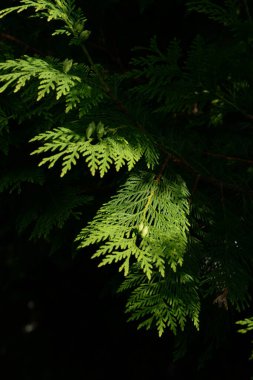 Thuja is a genus of evergreen coniferous trees and shrubs of the cypress family  