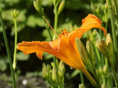 Lily (Lilium, Ukraynalı halk ismi Lily)