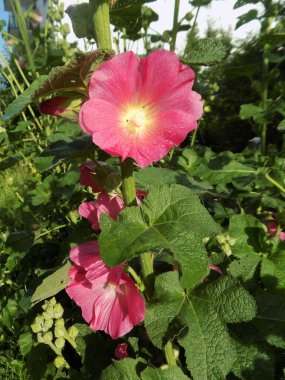 Malva, veya mallow (lat. Mlva)           