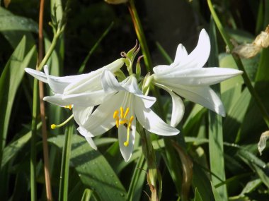 Lily (Lilium, Ukraynalı halk ismi Lily)