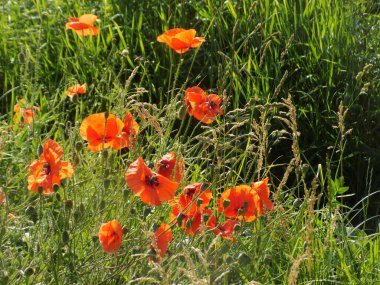 Oriental haşhaş (gelincik orientale) 