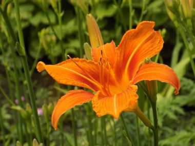 Lily (Lilium, Ukraynalı halk ismi Lily)