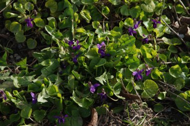 Orman menekşesi (Viola reichenbachiana)