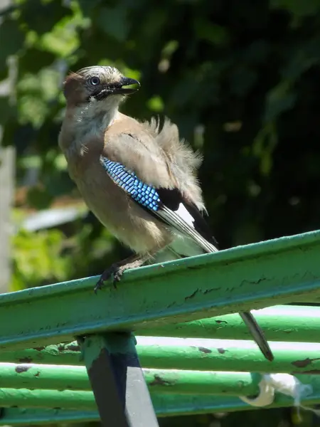 stock image Common jay (Garrulus glandarius) is a forest bird of the crow family.