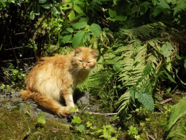 Kedi kedisi (Latince Felis Silvestris catus), kedigiller (Felis) familyasından bir kedi türü.)