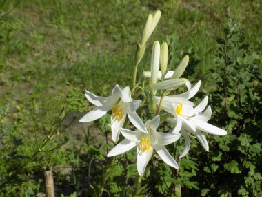 Lily (Lilium, Ukraynalı halk ismi Lily)