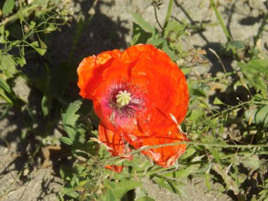 Oriental haşhaş (gelincik orientale) 