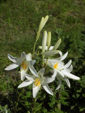 Lily (Lilium, Ukraynalı halk ismi Lily)          