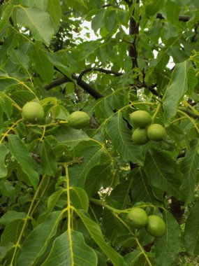 Ceviz, o da ceviz (Juglans regia L.)          