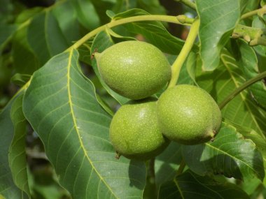 Ceviz, o da ceviz (Juglans regia L.)