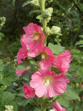Malva, veya mallow (lat. Mlva)   