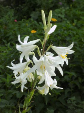 Lily (Lilium, Ukraynalı halk ismi Lily)          