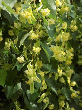  Linden (Tilia), Mallow familyasından bir ağaç cinsidir.          