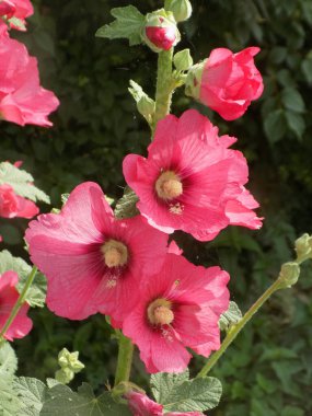 Malva, veya mallow (lat. Mlva)   