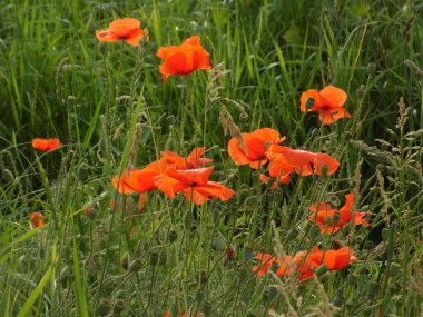 Oriental haşhaş (gelincik orientale) 