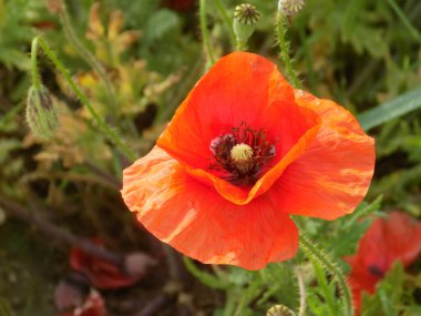 Oriental haşhaş (gelincik orientale) 