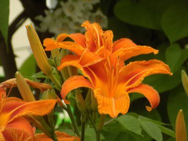 Lily (Lilium, Ukraynalı halk ismi Lily) 