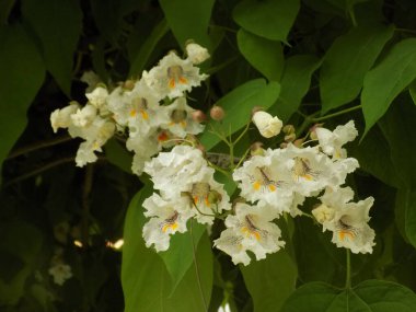 Catalpa (Katalpa), Bignoniaceae familyasından bir ağaç cinsidir.. 