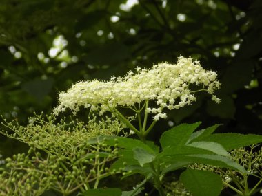 Siyah böğürtlen (Sambucus nigra L.; yerel isimler bozniak, elderberry, sambuk, ağaçsız)